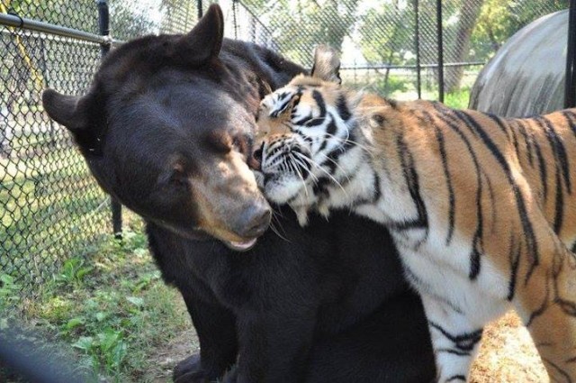 Tiger Snuggling Bear