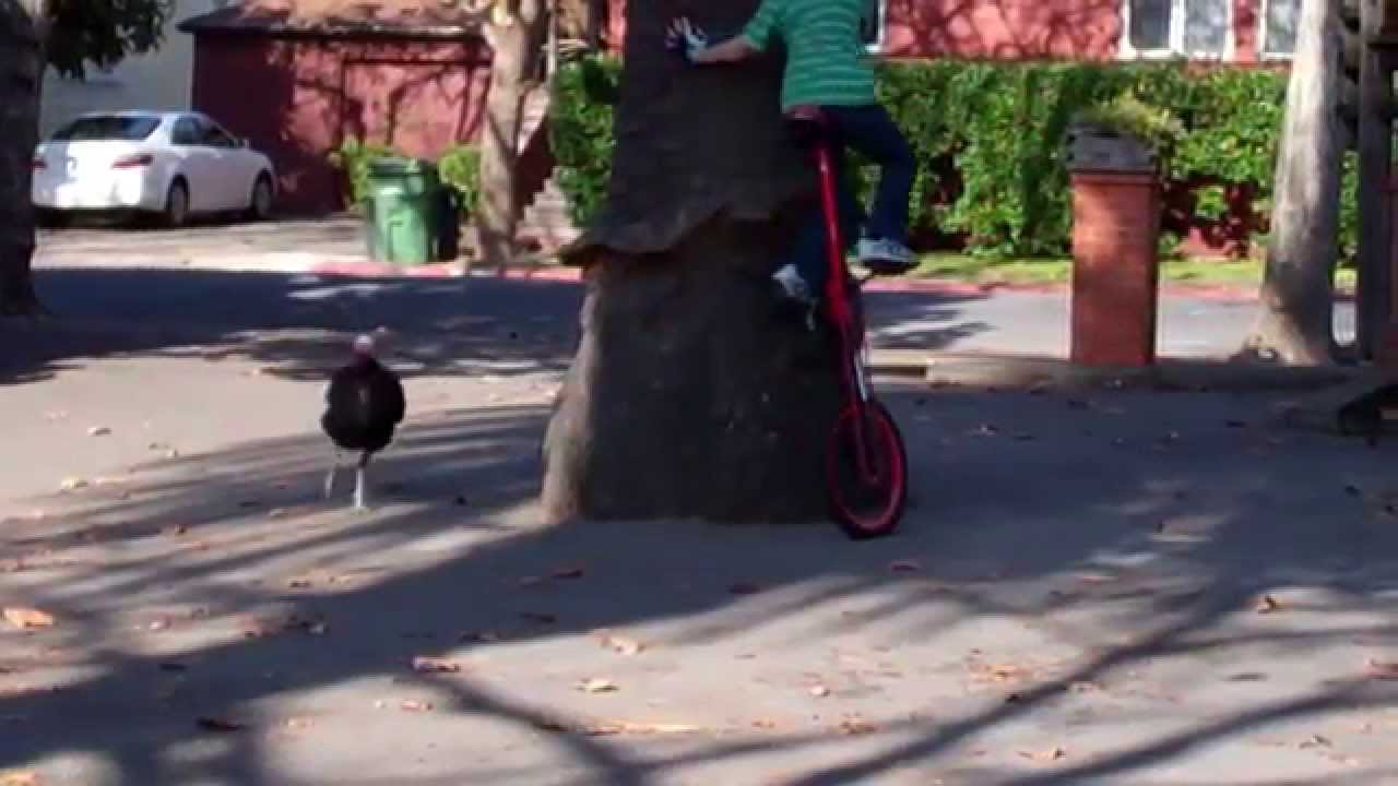 Annoyed Turkey Chases a Boy Riding a Unicycle Around a Tree