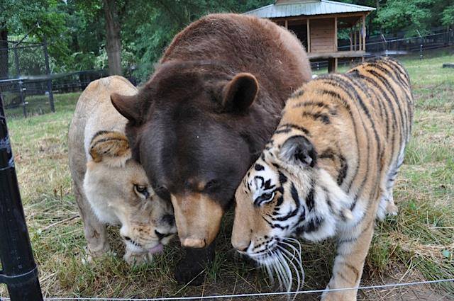 Bear, Lion and Tiger