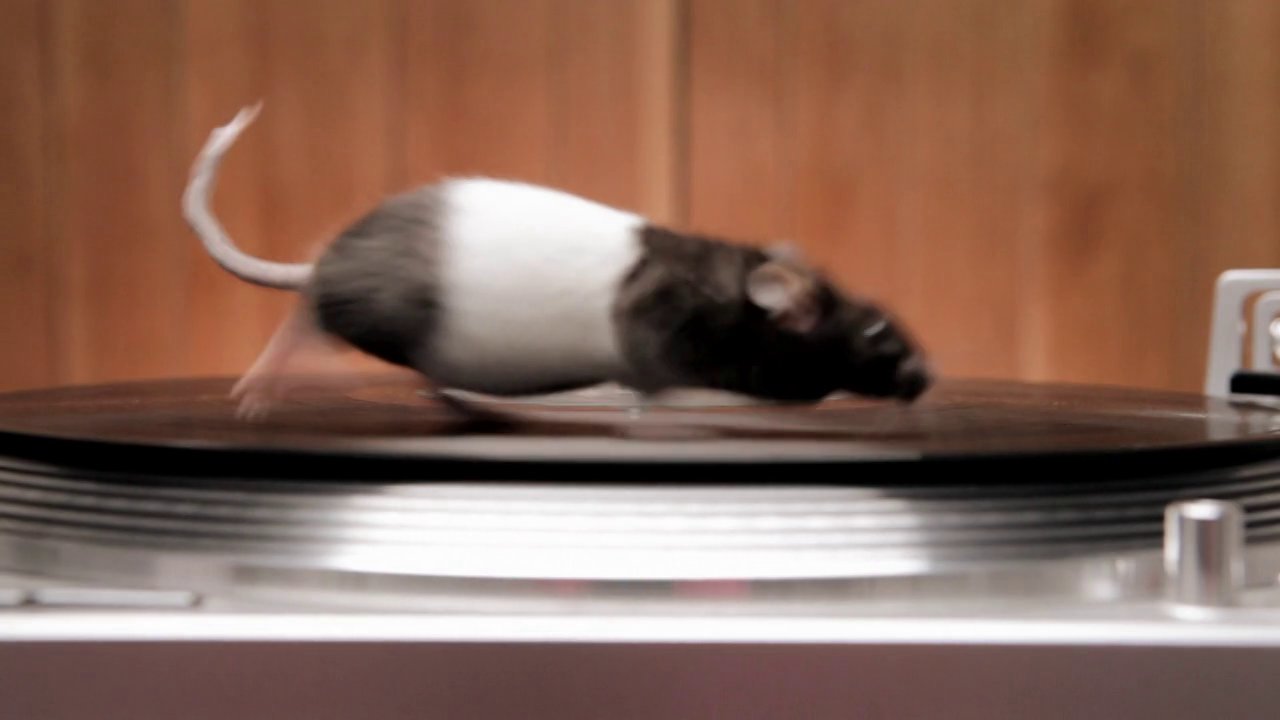 Cute Little Rodents Running and Riding on Turntables 