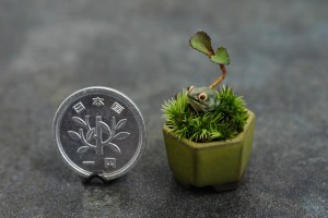 Tiny Bonsai