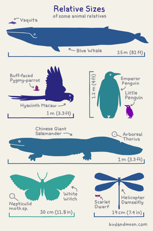 A Handy Chart Featuring the Relative Sizes of Animal Relatives