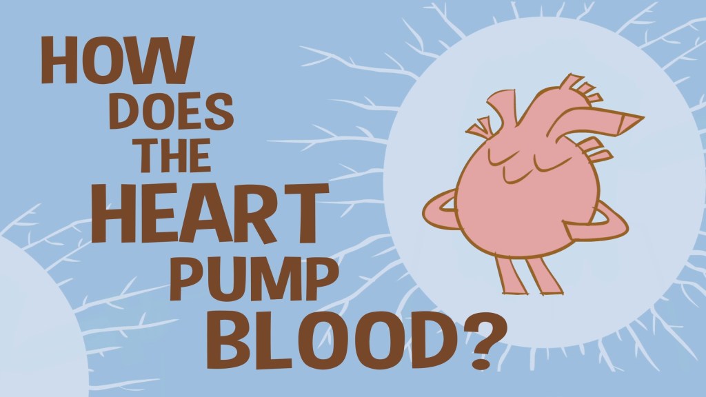 Ted-Ed Animation Explains How the Human Heart Works