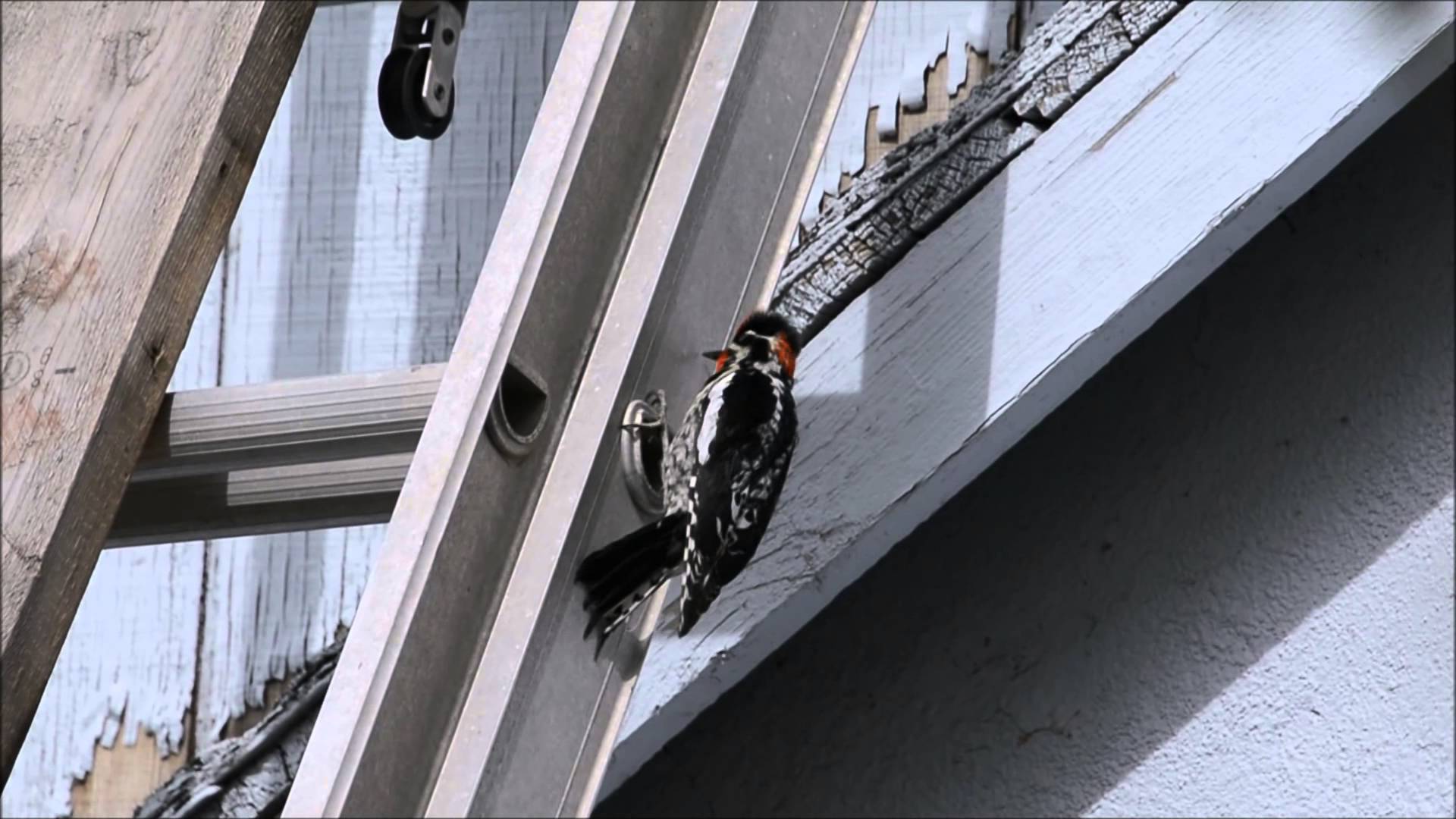 Woodpecker Creates Riveting Staccato While Drilling Away On Metal Ladder