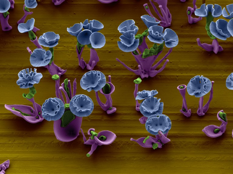 Nano Flowers