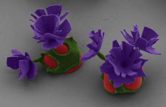 Nano Flowers