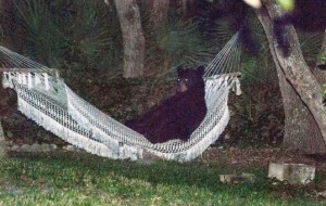 Bear in Backyard Hammock