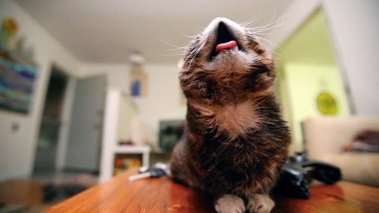 Bub Meets Moth