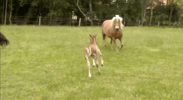 Crashing Foal