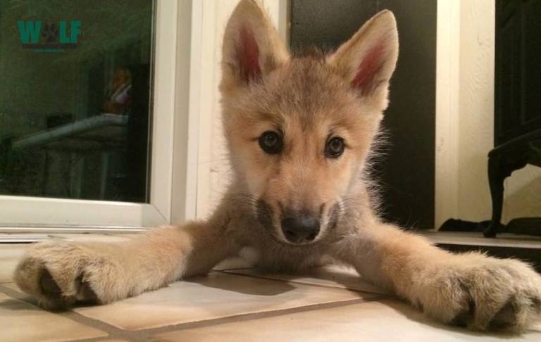 Nikai the Wolf Puppy