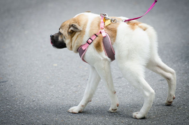 Pig on Leash