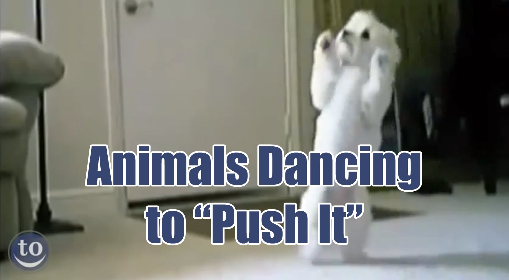 A Compilation Video of Animals Dancing to the 1987 Song 'Push It' by  Salt-n-Pepa