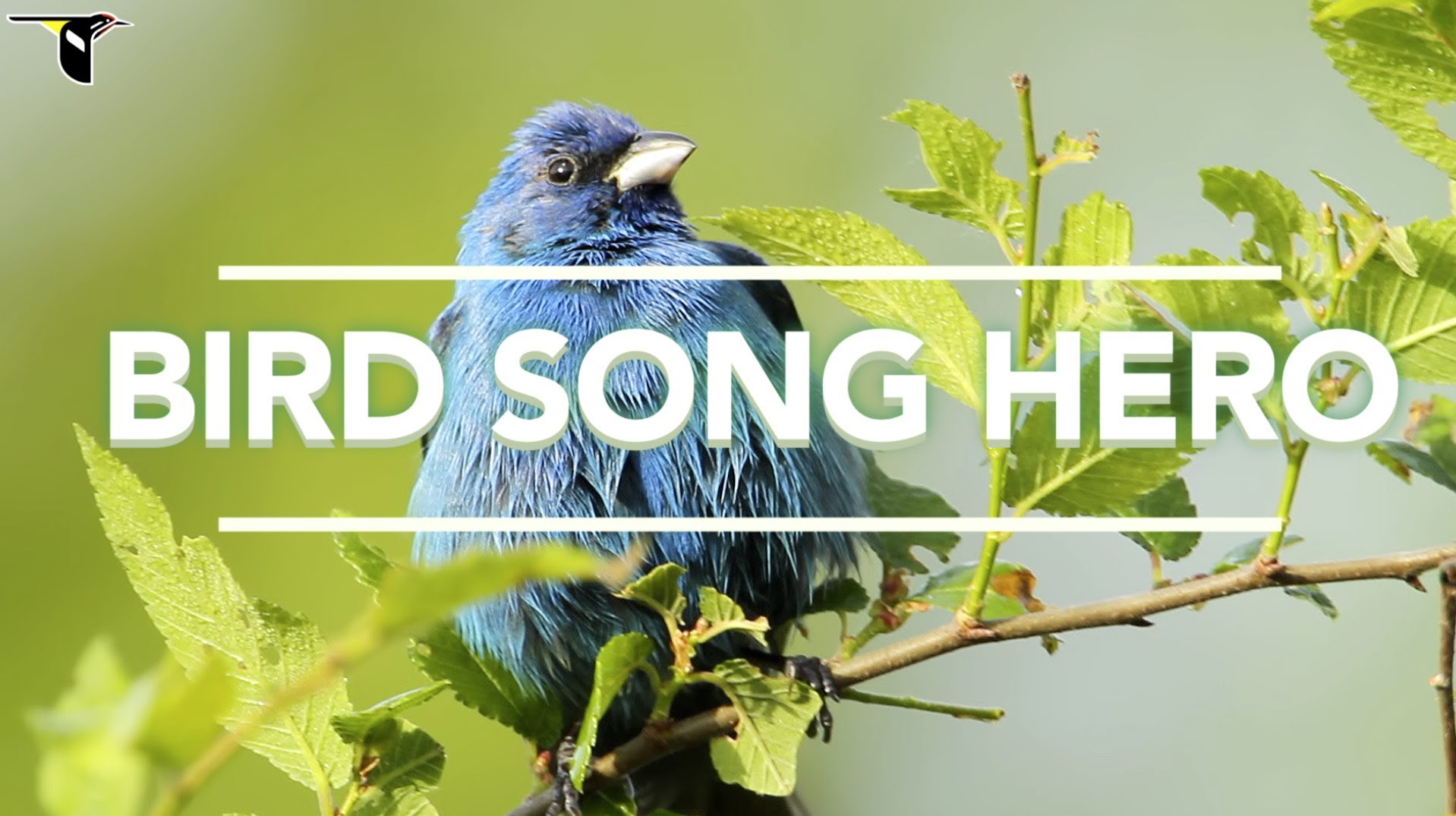 Bird Song Hero, An Interactive Game That Teaches Users How to Recognize ...