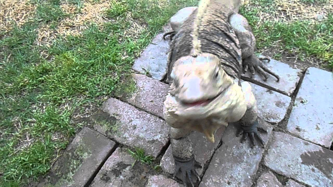 are iguanas like dogs