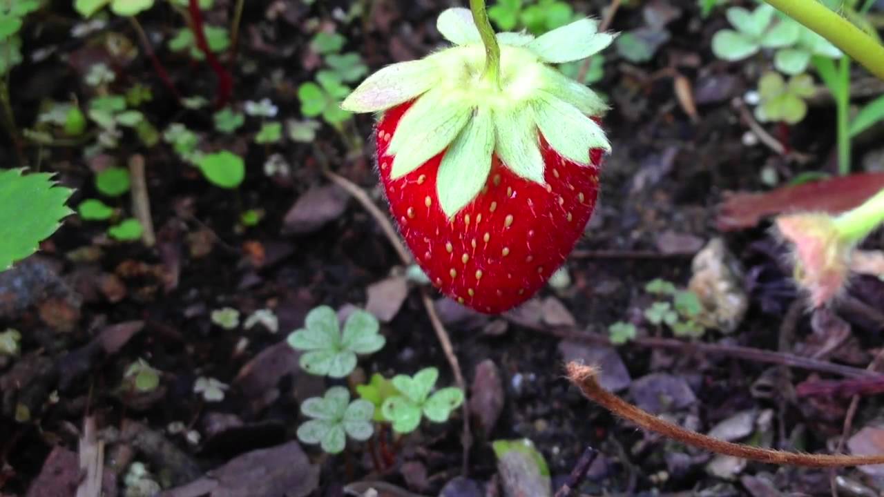 'Growth of a Strawberry', A Video Following the Life of a Strawberry From Flower to Ripened Fruit