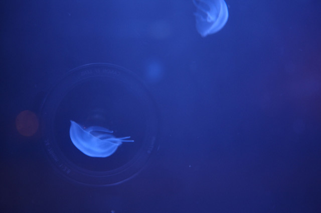 Jellyfish Tank Installation in Liverpool