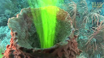 Using Fluorescent Dye to Show How Sponges Filter Feed