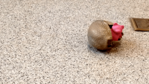 Armadillo Rolls Around With Toy