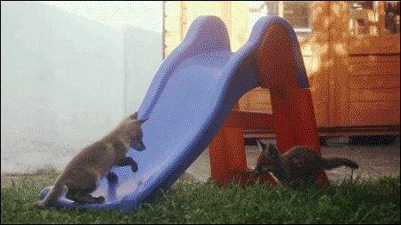 Fox Cubs on Slide