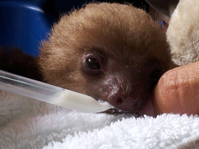 Baby Sloth