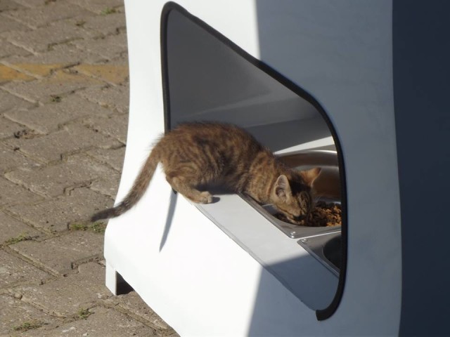 Cat Eating from Box