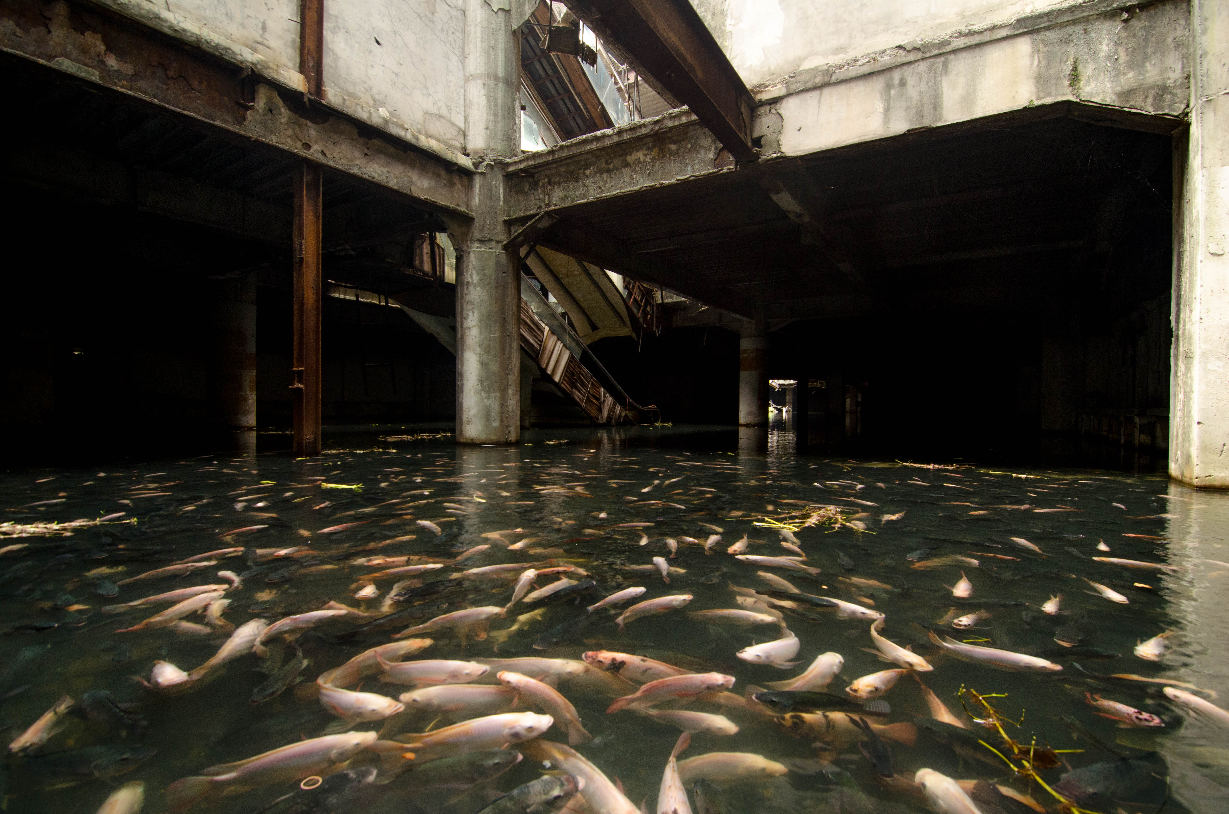 An Eerie Flooded Shopping Mall in Bangkok Filled With Countless Fish
