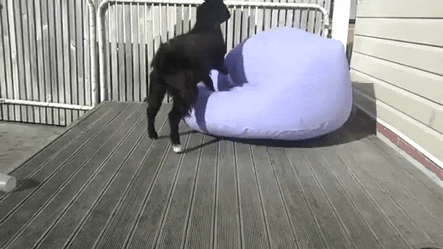 Goat Tries to Sit on Inflatable Chair