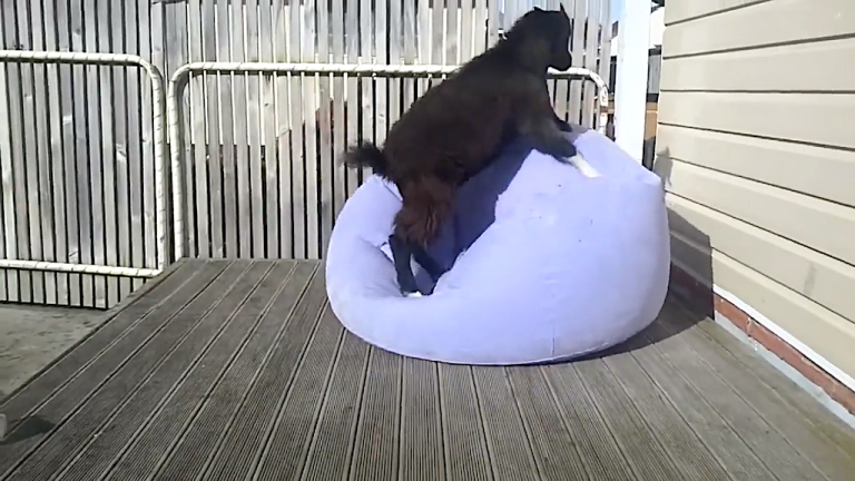 Goat Tries to Sit on Inflatable Chair