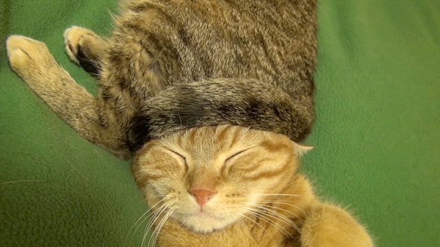 Cat Hat