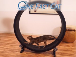 One Fast Cat