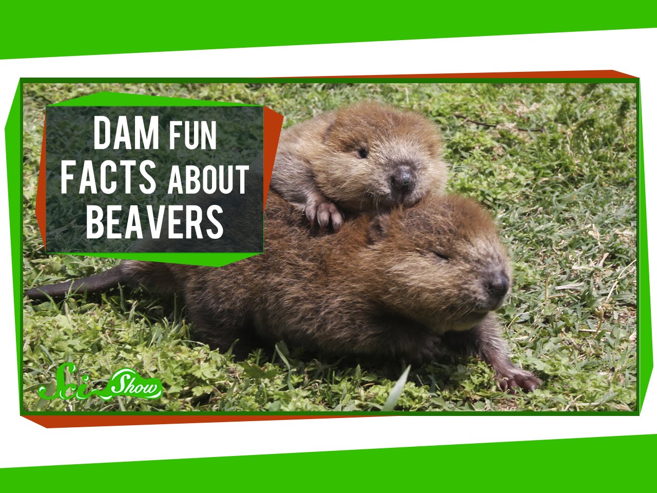 SciShow Explains How and Why Beavers Build Dams