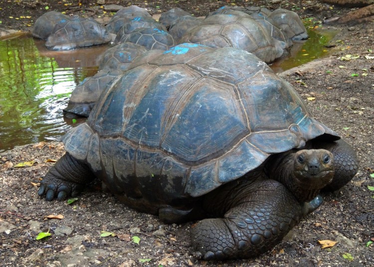 189 Year Old Tortoise