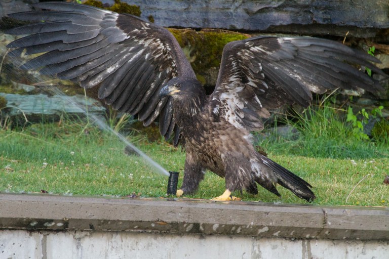 Baby Bald Eagle Wings Spread