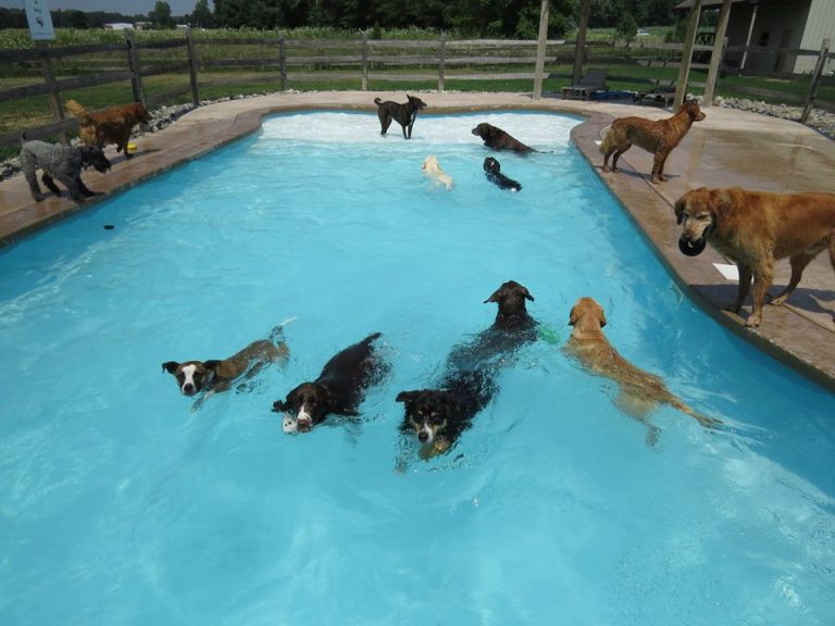 Doggie Pool Party