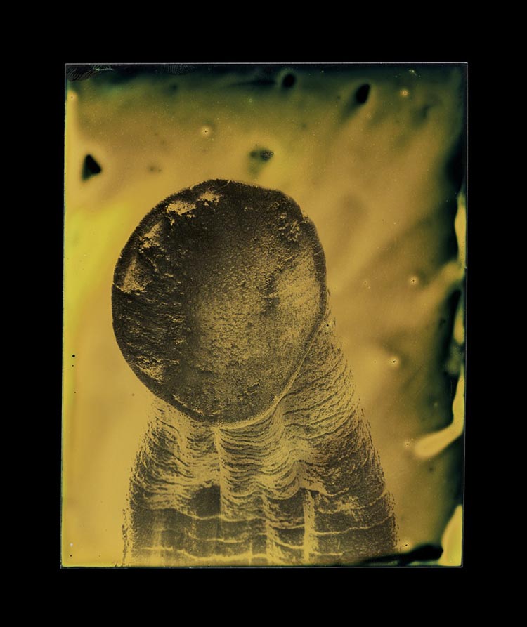 Parasite Tintypes by Marcus DeSieno