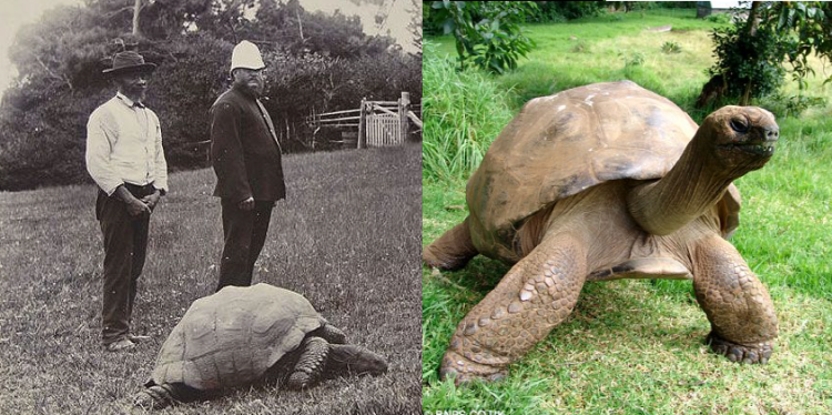 Giant Tortoises of Saint Helena and Prison Islands Among the Oldest Known  Living Animals in the World