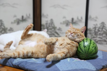 Kitty and Watermelon
