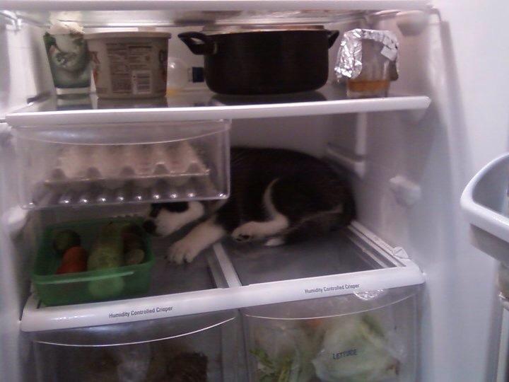 Luna in Fridge