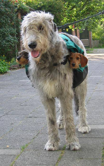 Two Subwoofers