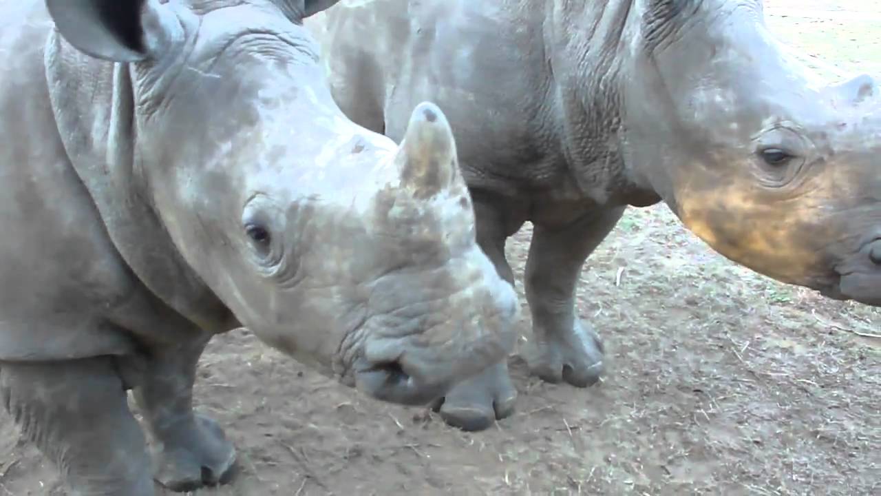 Baby Rhinos Making Cute Squealing Sounds
