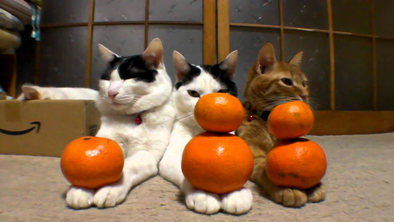 Balancing Oranges and Tangerines on Cats