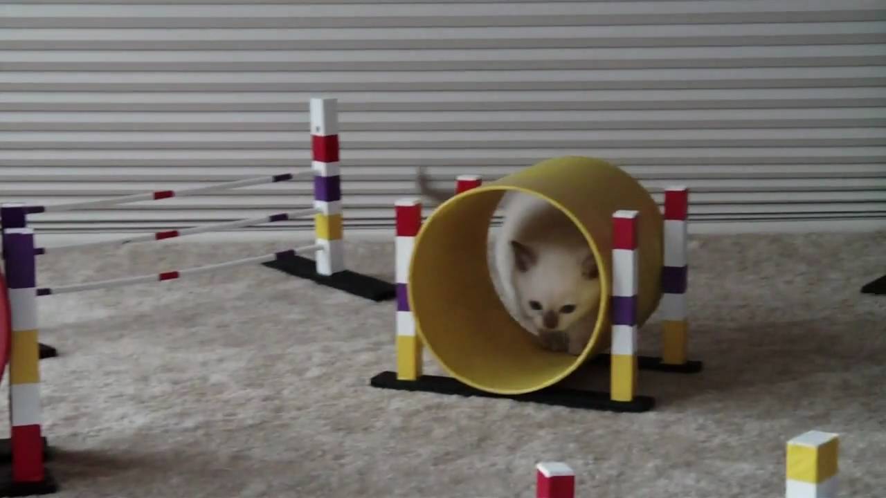 Feline Agility Training With an Adorable KitteninTraining