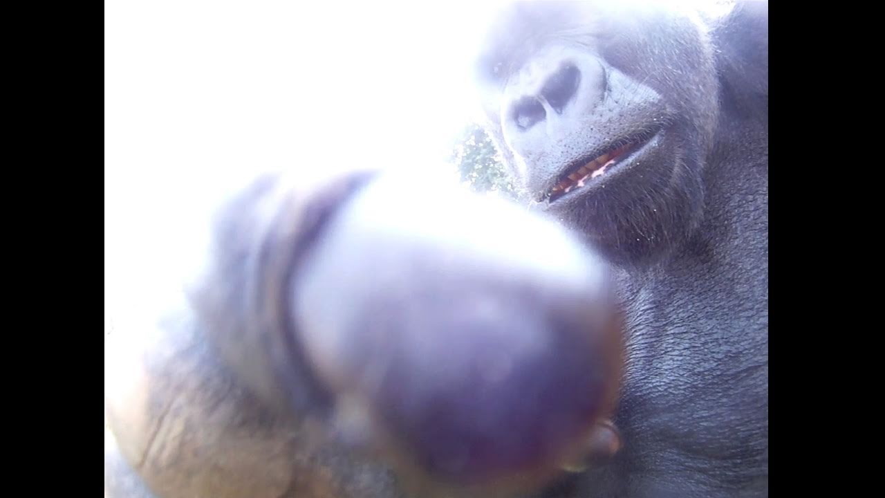 Gorilla Takes Close Up Video of Himself With Camera Hidden In Toy