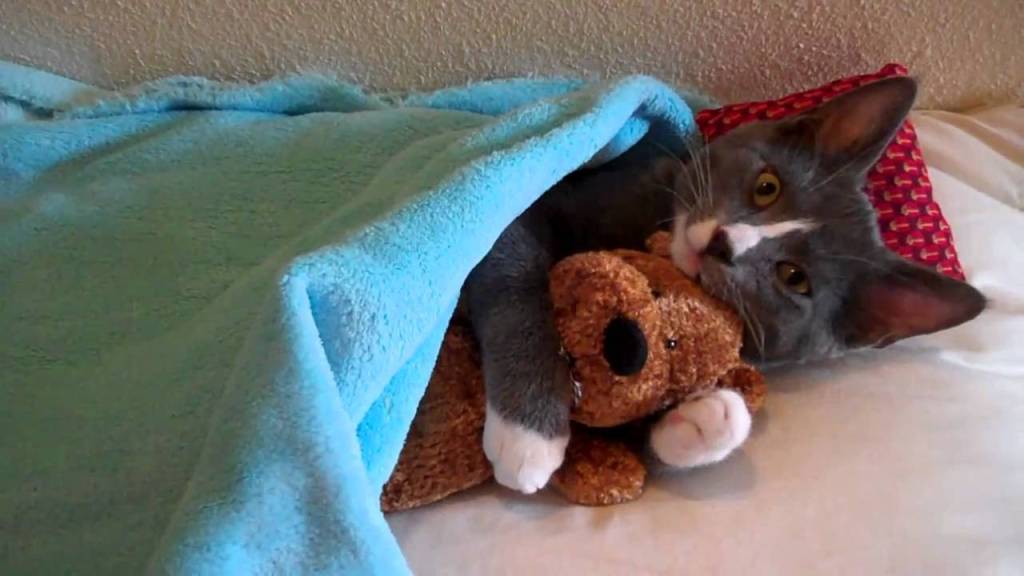 cat in bed with teddy bear