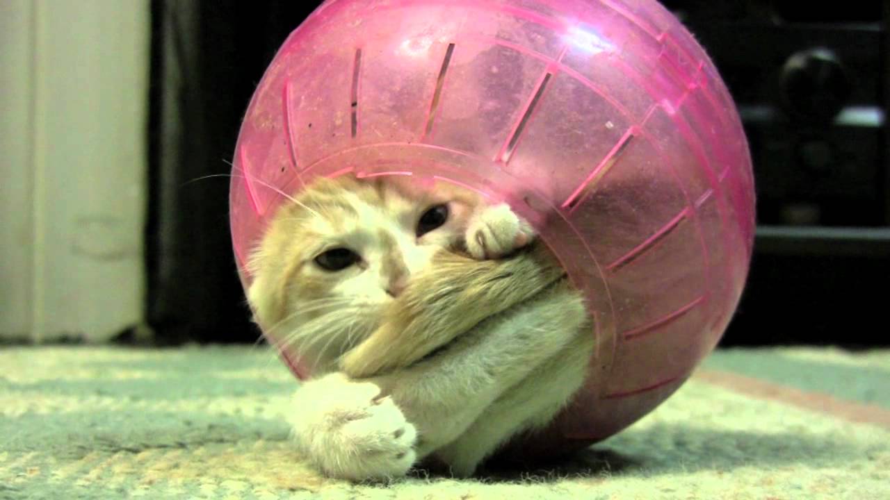 Kitten Stuck Inside of Hamster Ball