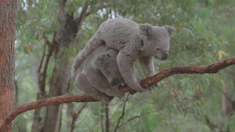 Marsupial Leapfrog