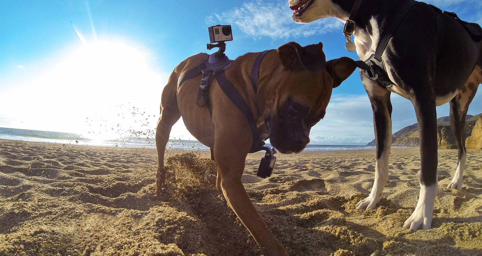 Fetch, A Rugged GoPro Camera Harness Designed To Be Attached To Dogs