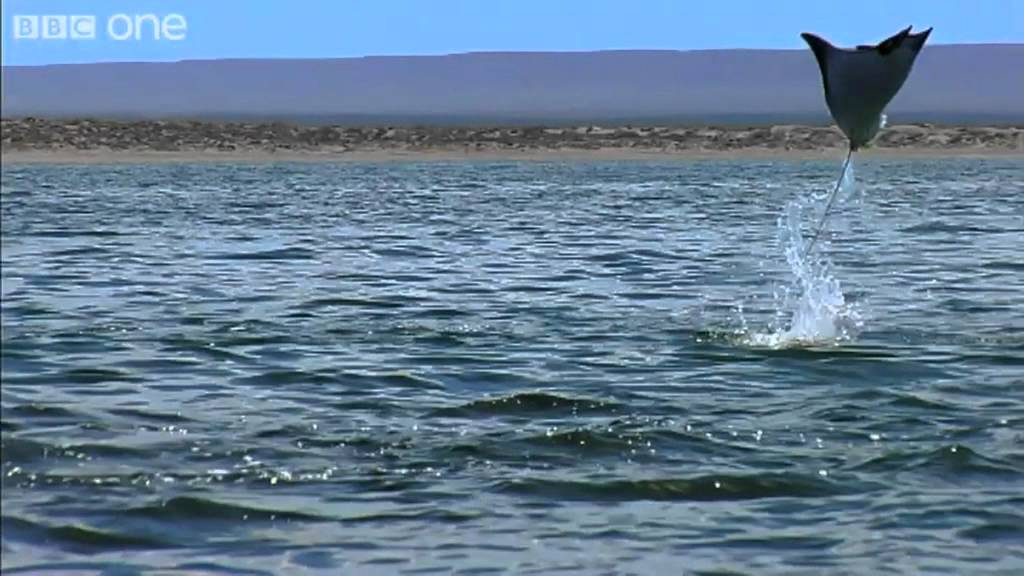 The Flying Devil Rays of the Sea of Cortez