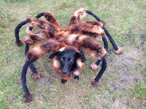 Chica the DogSpider