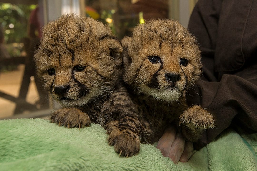Baby Cheetah Sisters